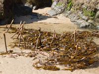 Crozon - Plage de la Palue  Laminaires
