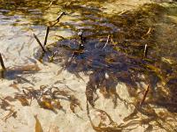 Crozon - Plage de la Palue  Laminaires