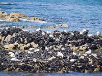 Pointe de la Torche  Mouettes sur les rochers