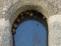 Pont-Croix  Escargots sur un fenestron de l'ancien moulin