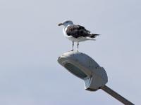 Port de Saint Guénolé  Sur un lampadaire du port