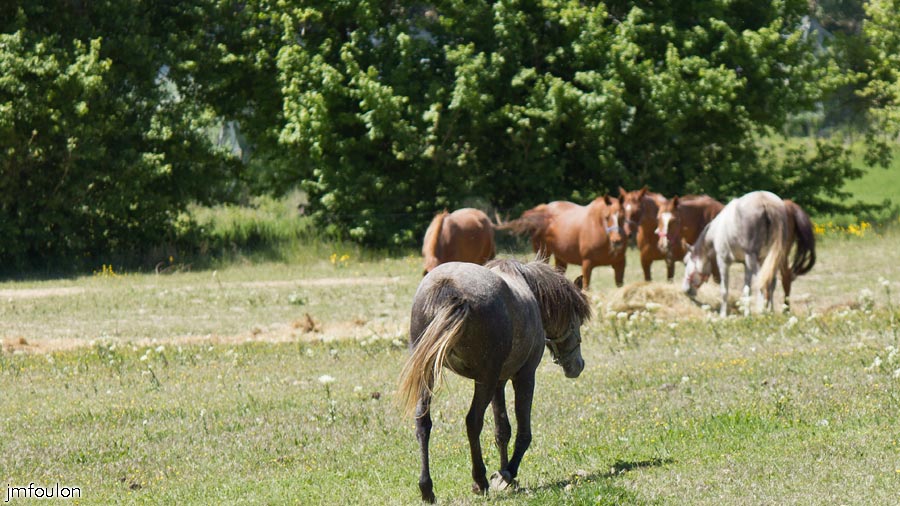 printemps-2013-cvsd-07web.jpg - Chevaux  dans les près qui bordent Les Roubines