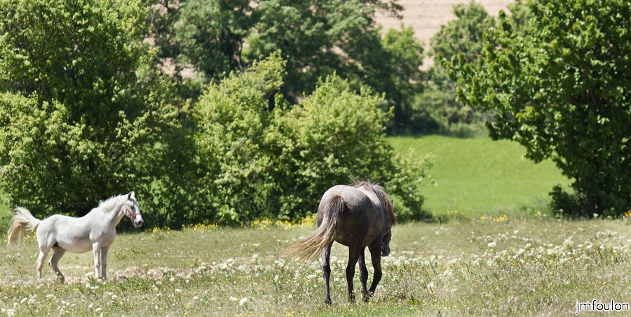 printemps-2013-cvsd-08web.jpg - Chevaux  dans les près qui bordent Les Roubines. Visiblement, le gris à envie d'être tranquille