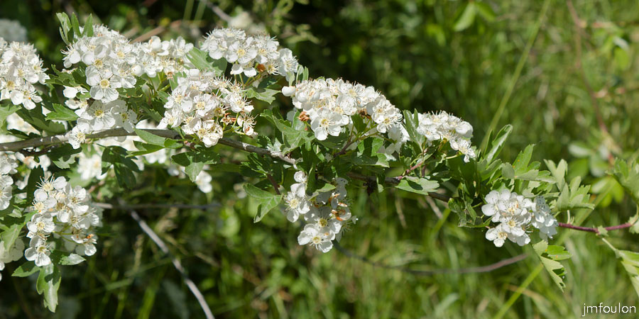 printemps-2013-cvsd-09web.jpg - L'aubépine qui embaume la colline au printemps. Un pur délice ! ...