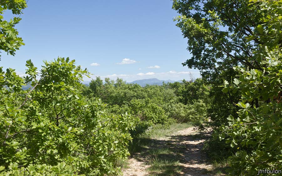 printemps-2013-cvsd-10web.jpg - La Forêt domaniale du Prieuré (ici le Grans Bois)  à 4 km à l'Ouest de Châteauneuf-Val-St-Donat. Cette immense forêt naît sur la rive droite de la Durance au niveau de Peyruis et s'étend jusqu'aux  crêtes de Lure. Elles est composée principalement de Chênes Verts dans sa partie la plus basse, de Chênes Blancs puis, vers les crêtes de Fayards (Hêtres)
