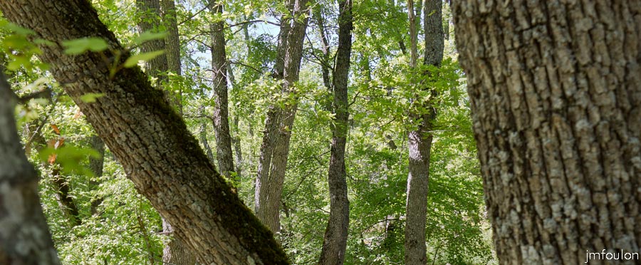 printemps-2013-cvsd-11web.jpg - La Forêt domaniale du Prieuré (ici le Grans Bois). C'est dans cette forêt que se trouve non loin la chapelle Sainte Magdeleine qui vit le jour vers 1180. C'est un ancien hermitage