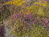Crozon - Pointe de Dinan au couchant  Bruyères et ajonc, entre autres couvrent entièrement le sol caillouteux. On y voit aussi de petites crottes !