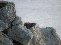 Crozon - Pointe de Dinan au couchant  Rochers en bordure d'océan