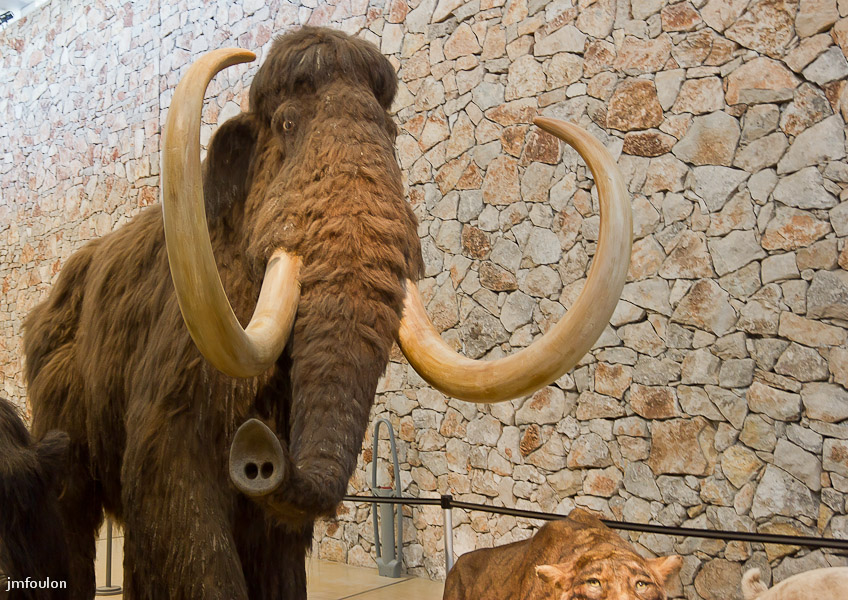 musee-006-2.jpg - Mammouth laineux (Mammuthus primigenius)