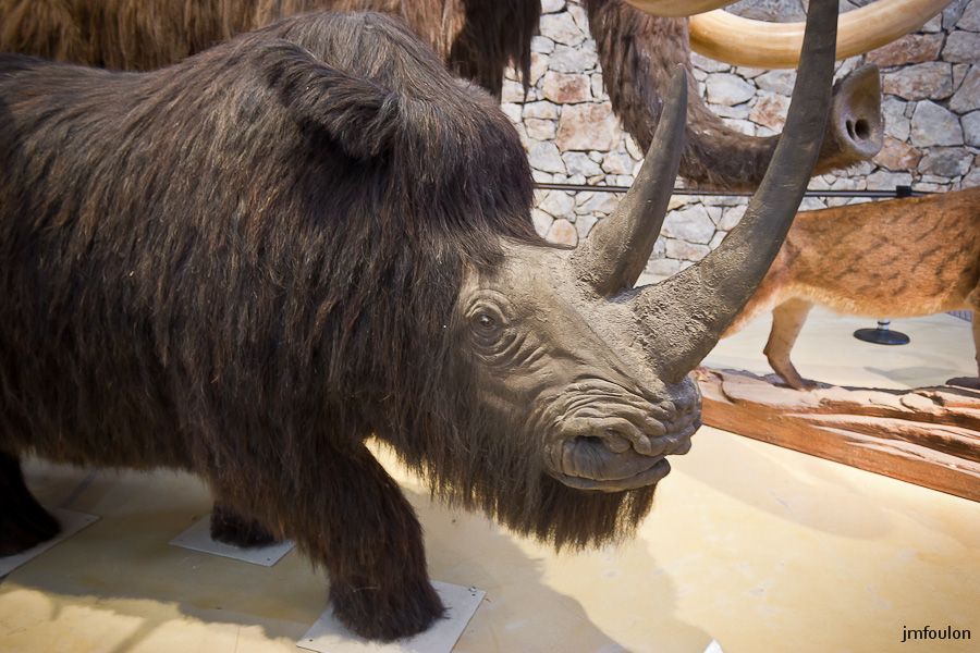 musee-008-2.jpg - Rhinocéros laineux (Coelodonta antiquitatis)
