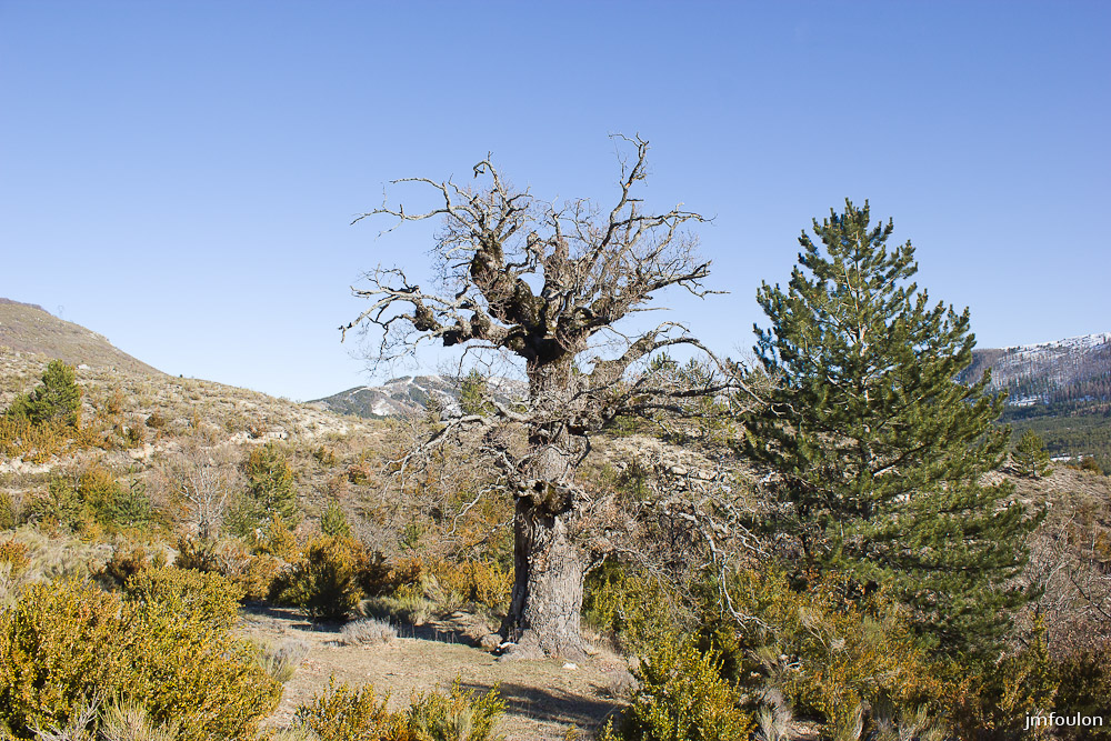 adret-gache-007.jpg - A l'intérieur de ce chêne plusieurs fois centenaire se trouve une chapelle Notre Dame du Chêne