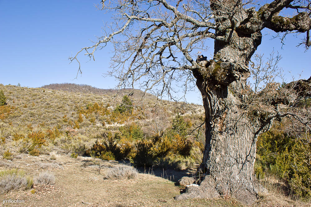 adret-gache-008.jpg - A l'intérieur de ce chêne plusieurs fois centenaire se trouve une chapelle Notre Dame du Chêne
