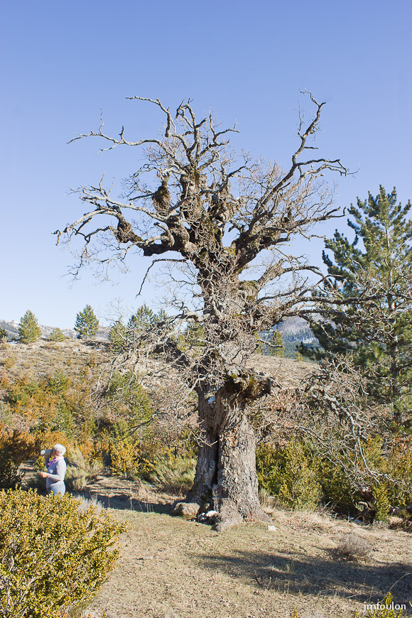 adret-gache-009.jpg - A l'intérieur de ce chêne plusieurs fois centenaire se trouve une chapelle Notre Dame du Chêne