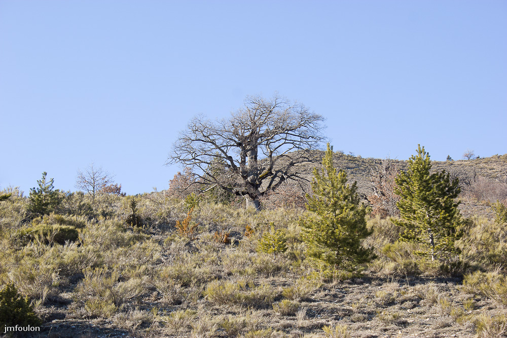 adret-gache-014.jpg - Un autre très vieux chêne