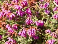 Presqu'île de Crozon  Fleurs de bruyères