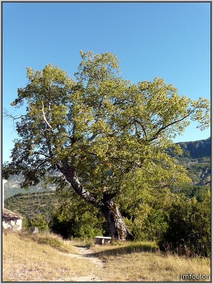 eglise-32web.jpg - Le tilleul