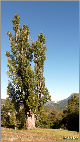 eglise-35web.jpg - Le vieux peuplier