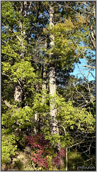 vx-village-39web.jpg - La végétation à repris ses droits (sud du village)