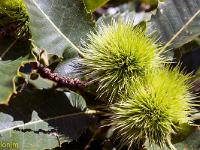 Jaunac  Châtaignes sur l'arbre