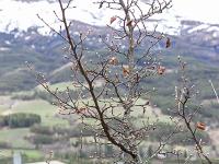 Jausiers  Le printemps commence seulement à pointer son nez ici. Nous sommes à 1200m d'altitude