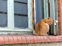 Lachau  Un vieux matou avec une énorme grosseur sur la flan droit. Bien gentil et très calin. P'tit père ! ...