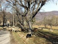 Lachau  Troupeau entre Lachau et ND de Calma 2/2