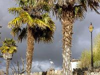Le Poët - Hautes Alpes  Jardin (éxotique) ...