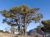 Place forte de Mont Dauphin - XVIIe  Magnifique pin