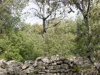 Plateau de Ganagobie (04)  Ruines hors les murs devant le rempart de Villeviielle ...