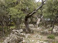 Plateau de Ganagobie (04)  Les ruines du viilage de villevieille - Vers le centre du village ...