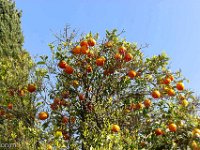 Port-de Bouc - Carro 03/2026  Port-de-Bouc - Oranger Avenue de la Mer ...