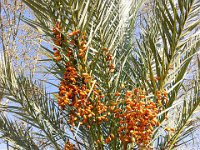 Port-de Bouc - Carro 03/2026  Port-de-Bouc - Dattier Cours Landrivon ...