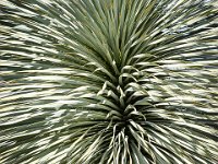 Port-de Bouc - Carro 03/2026  Port-de-Bouc - Arbre curieux et magnifique Quai de la Liberté ...