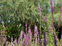 Salagon  Le jardin médiéval ...