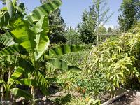 Salagon  Vue sur les jardins ...