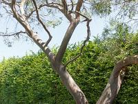 Salagon  Vue sur les jardins. Ici un bel eucalyptus ...