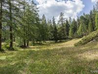 Queyras - Hautes Alpes  Paysage de sous-bois à Arvieux
