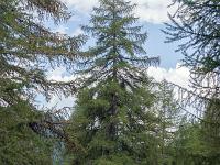Queyras - Hautes Alpes  Mélèze à  Arvieux
