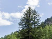 Queyras - Hautes Alpes  Mélèzes et prairie de fauche à  Arvieux