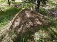 Queyras - Hautes Alpes  Fourmilière