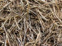 Queyras - Hautes Alpes  Fourmilière (détail)