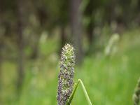 Queyras - Hautes Alpes  Frêle graminée ...