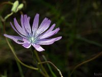 Sisteron 13/05/26  Catananche bleue ...