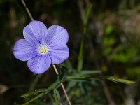 Sisteron 13/05/26  Lin ...