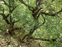 Sisteron 13/05/26  Sous bois en descendant sur la Durance ...
