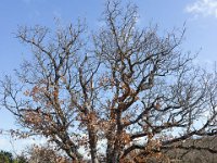 Sisteron - Le Collet mars 2026  Chêne pubescent ...