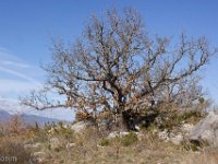 Sisteron - Le Collet mars 2026  Chêne pubescent ...