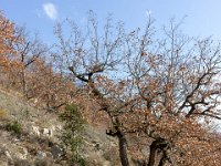 Sisteron - Le Collet mars 2026  Le sentier de crête ...