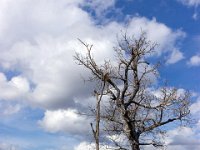 Sisteron - Le Collet mars 2026  Chênes pubescents - Un bien vivant à droite, quand à l'autre ...