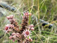 Saint Vincent les Forts (Ht Alpes)  Joubarde des montagnes